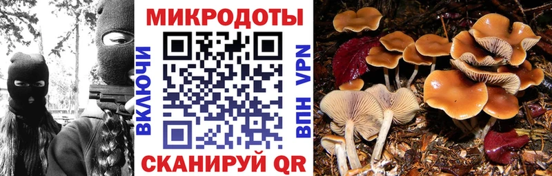 OMG маркетплейс Великий Устюг Псилоцибиновые грибы Cubensis